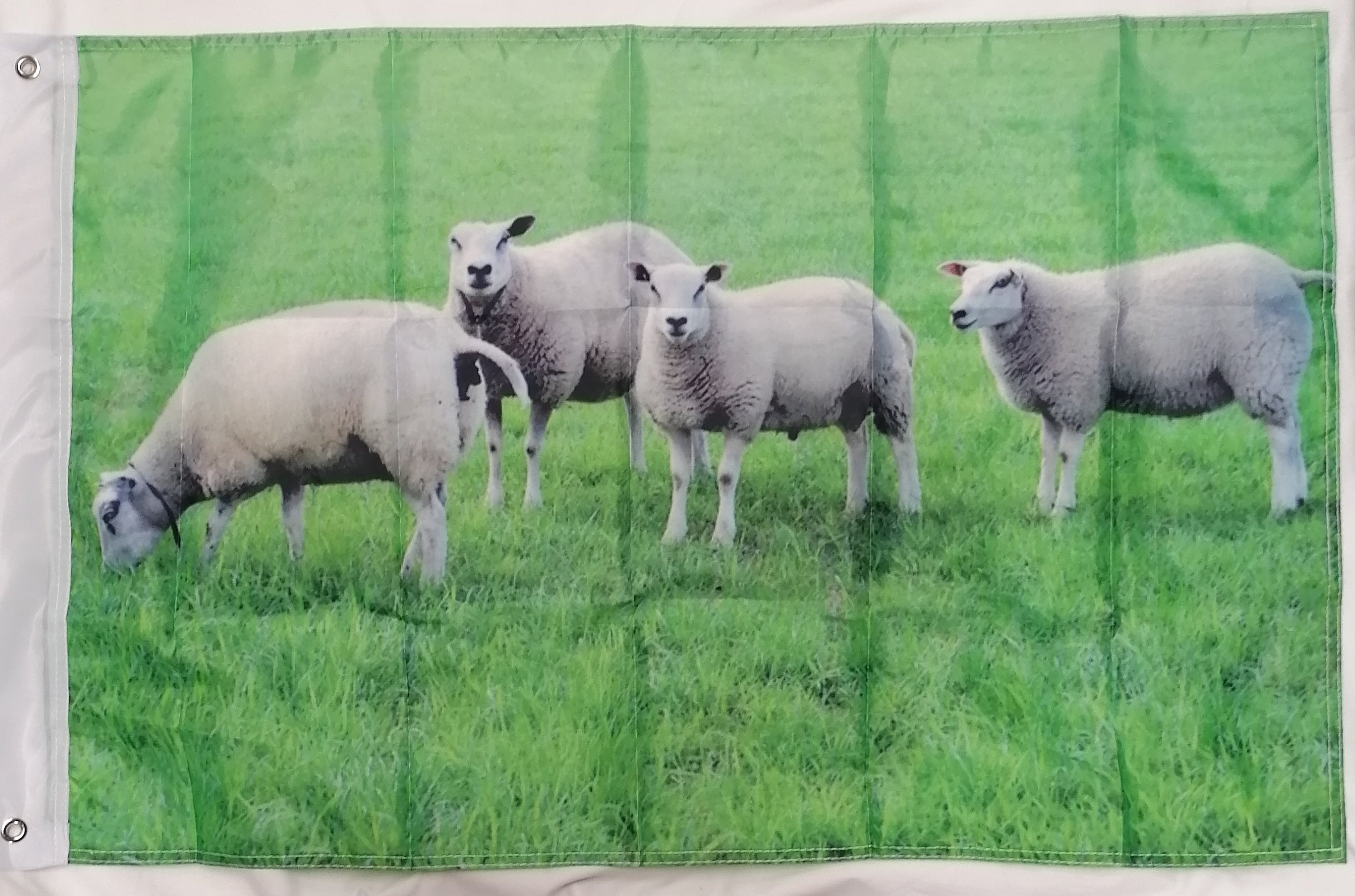 sheep flag